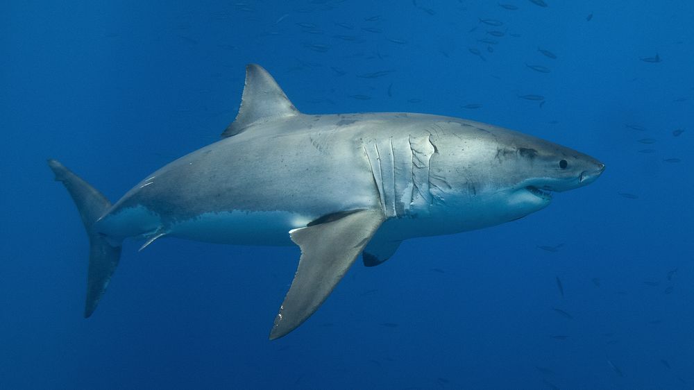 Dívce na Floridě se do stehna zakousl žralok, bila ho do očí